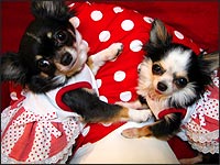 ���r������񁕃V���f�B�[�����